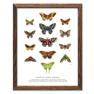 THE WILD WANDER'S MOTHS OF N. AMERICA PRINT